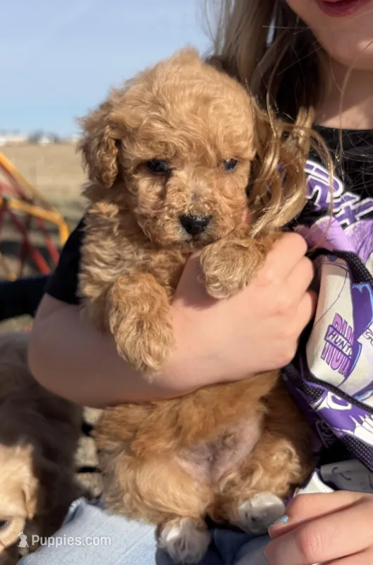 Oliver – Maltipoo puppy for sale in Lancaster, MO