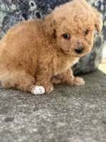 Oliver, a male Maltipoo for sale in Lancaster, MO – Photo 2 of 2