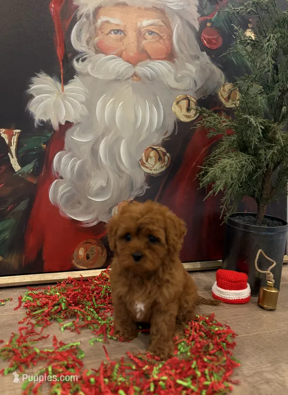 Olivia – Cavapoo puppy for sale in Lancaster, MO