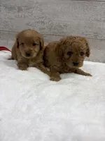 Sammy , a male Cavapoo for sale in Lancaster, MO – 3 of 5