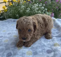 Jack, a male Maltipoo for sale in Lancaster, MO – 7 of 10