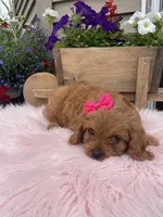 Piper, a female Cavapoo for sale in Lancaster, MO – 3 of 6