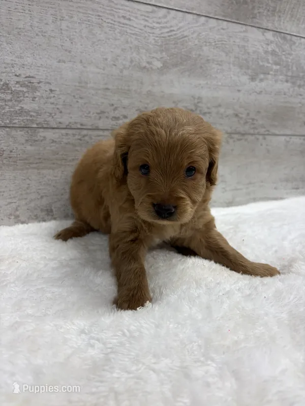 Sammy  – Cavapoo puppy for sale in Lancaster, MO
