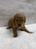 Sammy , a male Cavapoo for sale in Lancaster, MO – 1 of 5