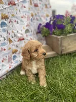 Oliver , a male Cavapoo for sale in Lancaster, MO – 5 of 5