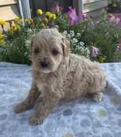 Winston , a male Maltipoo for sale in Lancaster, MO – 1 of 5