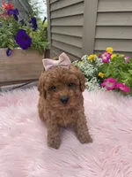 Piper, a female Cavapoo for sale in Lancaster, MO – 5 of 10