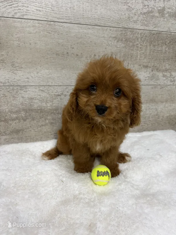 Grove  – Cavapoo puppy for sale in Lancaster, MO