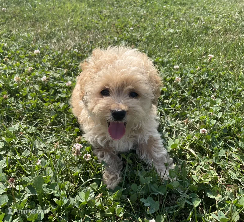 Winston  – Maltipoo puppy for sale in Lancaster, MO