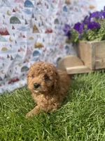 Bellamy , a male Cavapoo for sale in Lancaster, MO – 5 of 7