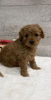 Oscar, a male Cavapoo for sale in Lancaster, MO – 1 of 5
