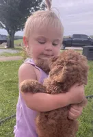 Bellamy , a male Cavapoo for sale in Lancaster, MO – 4 of 7