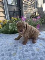 Jack, a male Maltipoo for sale in Lancaster, MO – 3 of 10