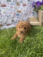 Bellamy , a male Cavapoo for sale in Lancaster, MO – 3 of 7