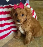 Sparkler, a female Cavapoo for sale in Lancaster, MO – 5 of 7