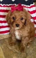 Sparkler, a female Cavapoo for sale in Lancaster, MO – 3 of 7