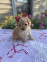 Piper, a female Maltipoo for sale in Lancaster, MO – 3 of 8
