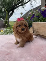Piper, a female Cavapoo for sale in Lancaster, MO – 4 of 6