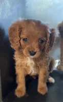 Sugar, a female Cavapoo for sale in Lancaster, MO – 2 of 3
