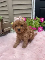 Piper, a female Cavapoo for sale in Lancaster, MO – 3 of 10