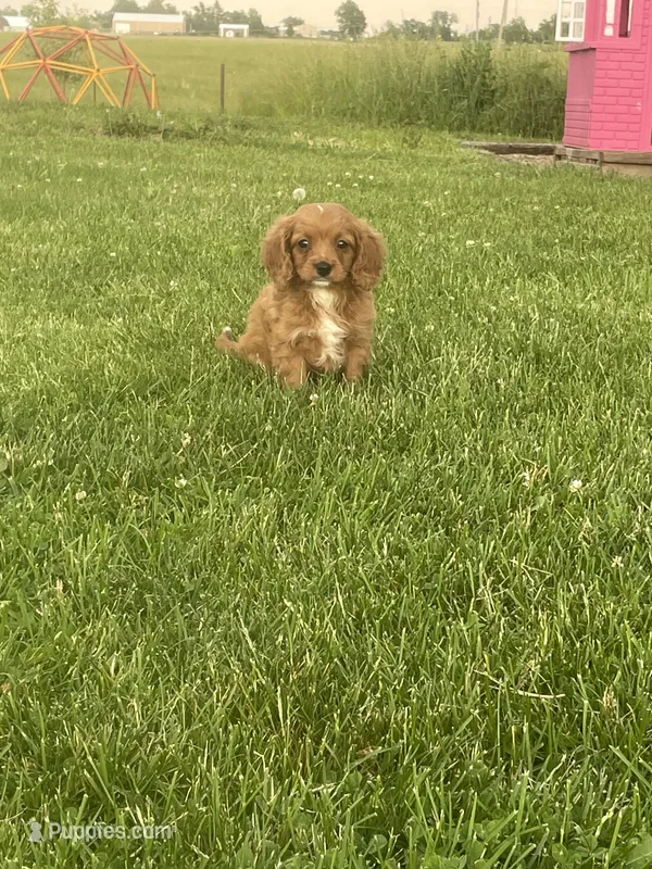 Sugar – Cavapoo puppy for sale in Lancaster, MO
