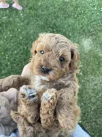 Jack, a male Maltipoo for sale in Lancaster, MO – 10 of 10