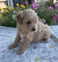 Winston , a male Maltipoo for sale in Lancaster, MO – 2 of 5