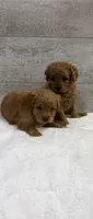 Sammy , a male Cavapoo for sale in Lancaster, MO – 5 of 5