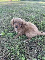 Oliver, a male Cavapoo for sale in Lancaster, MO – 4 of 5