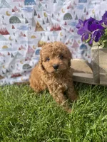 Bellamy , a male Cavapoo for sale in Lancaster, MO – 6 of 7