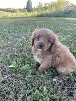 Oliver, a male Cavapoo for sale in Lancaster, MO – 5 of 5
