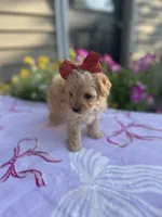 Piper, a female Maltipoo for sale in Lancaster, MO – 7 of 8