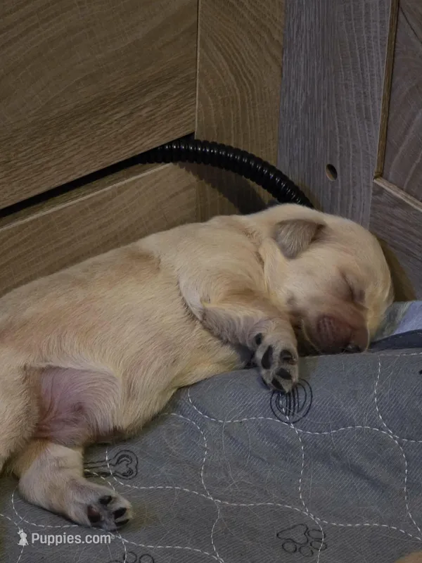 Hermes – Golden Retriever puppy for sale in Clarksville, TN