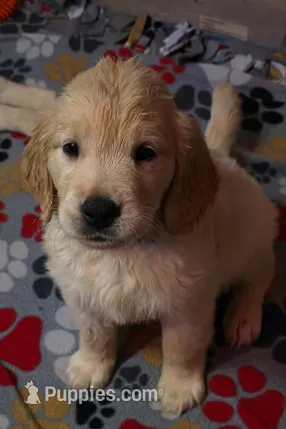 Gaia – Golden Retriever puppy for sale in Clarksville, TN
