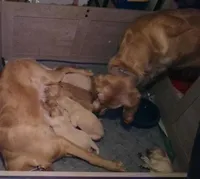 Ares, a male Golden Retriever for sale in Clarksville, TN – 3 of 4