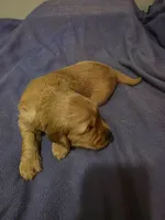 Ares, a male Golden Retriever for sale in Clarksville, TN – 2 of 4
