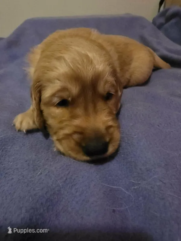 Ares – Golden Retriever puppy for sale in Clarksville, TN