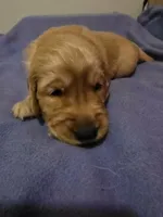 Ares, a male Golden Retriever for sale in Clarksville, TN – 1 of 4