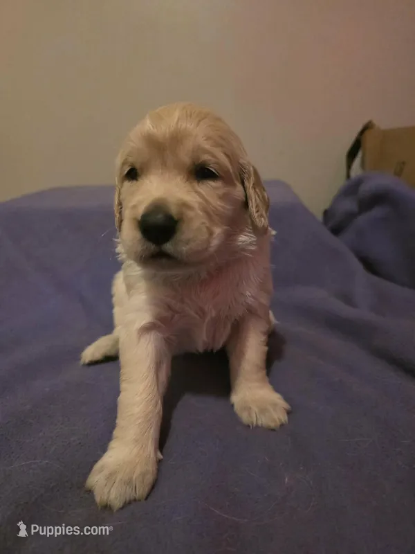 Athena, a female Golden Retriever for sale in Clarksville, TN – 1 of 4