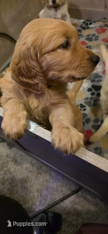 Ares – Golden Retriever puppy on hold in Clarksville, TN
