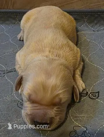 Zeus – Golden Retriever puppy for sale in Clarksville, TN