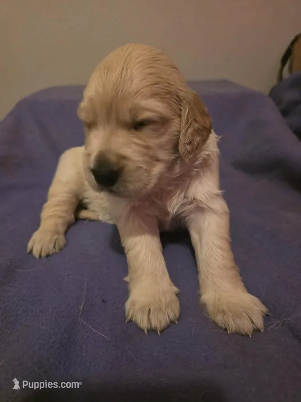 Gaia – Golden Retriever puppy for sale in Clarksville, TN