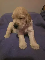 Gaia, a female Golden Retriever for sale in Clarksville, TN – 1 of 4