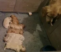 Gaia, a female Golden Retriever for sale in Clarksville, TN – 4 of 4