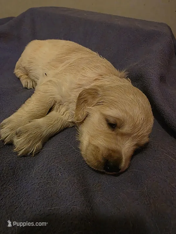 Gaia – Golden Retriever puppy for sale in Clarksville, TN