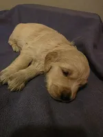 Gaia, a female Golden Retriever for sale in Clarksville, TN – 2 of 4