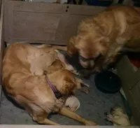 Zeus, a male Golden Retriever for sale in Clarksville, TN – 3 of 4