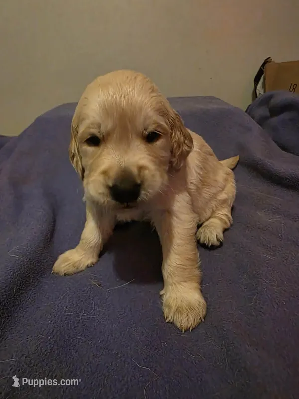 Zeus – Golden Retriever puppy for sale in Clarksville, TN