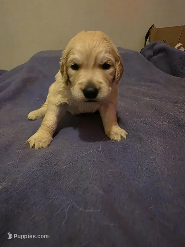 Hermes – Golden Retriever puppy for sale in Clarksville, TN
