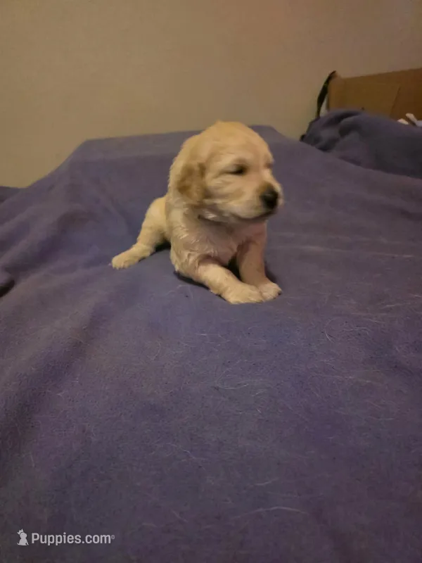 Hermes – Golden Retriever puppy for sale in Clarksville, TN